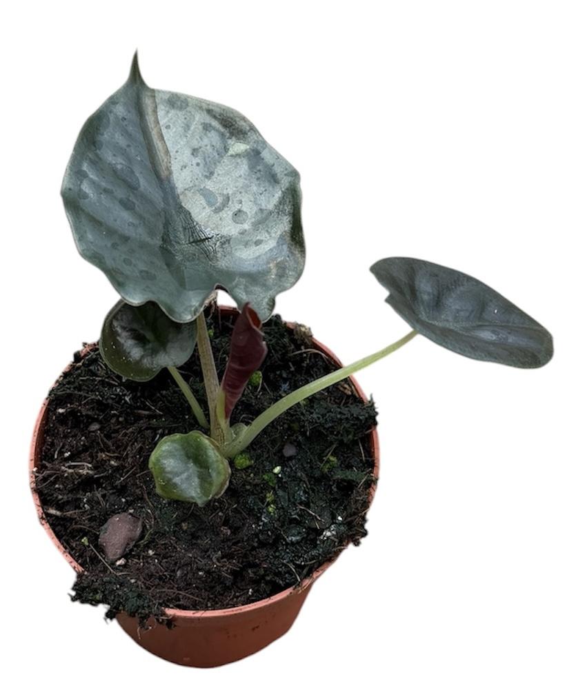 Горшечные цветы и растения оптом Alocasia Black Magic от 1шт (для телеги) из Голландии с доставкой по России