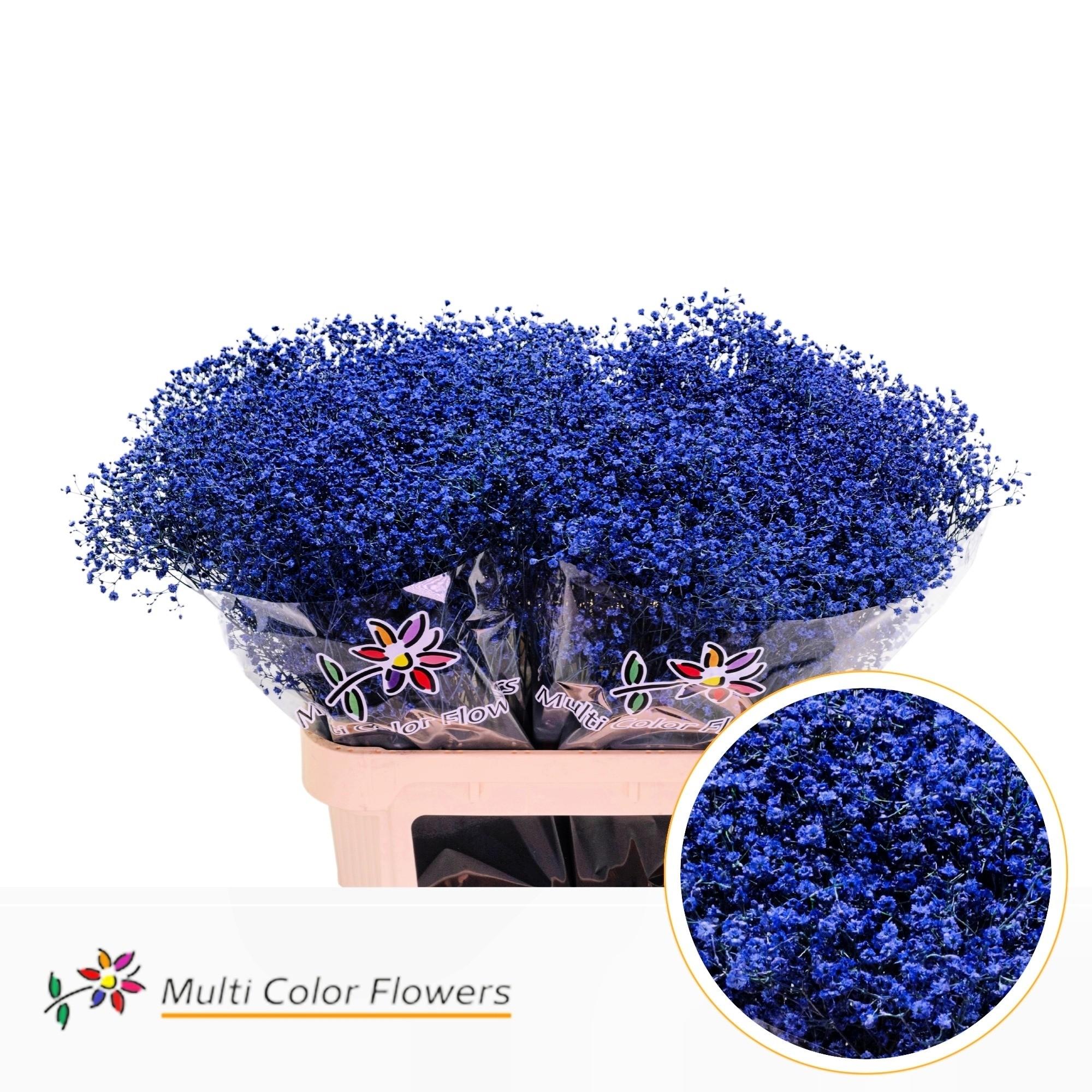 Срезанные цветы оптом Gyps fine paint blue A от 50шт из Голландии с доставкой по России