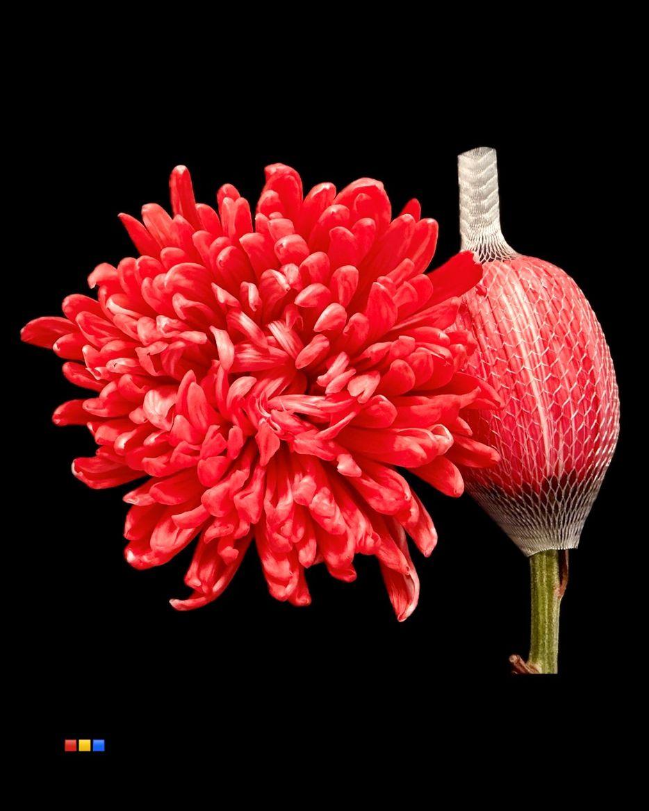 Срезанные цветы оптом Chrys bl paint antonov pink от 40шт из Голландии с доставкой по России