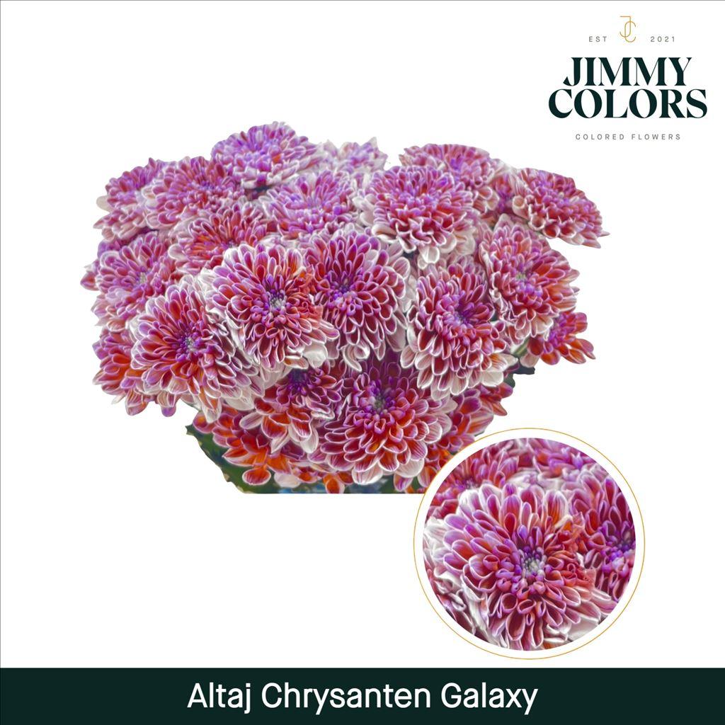 Срезанные цветы оптом Chrys sp paint altaj galaxy от 40шт из Голландии с доставкой по России