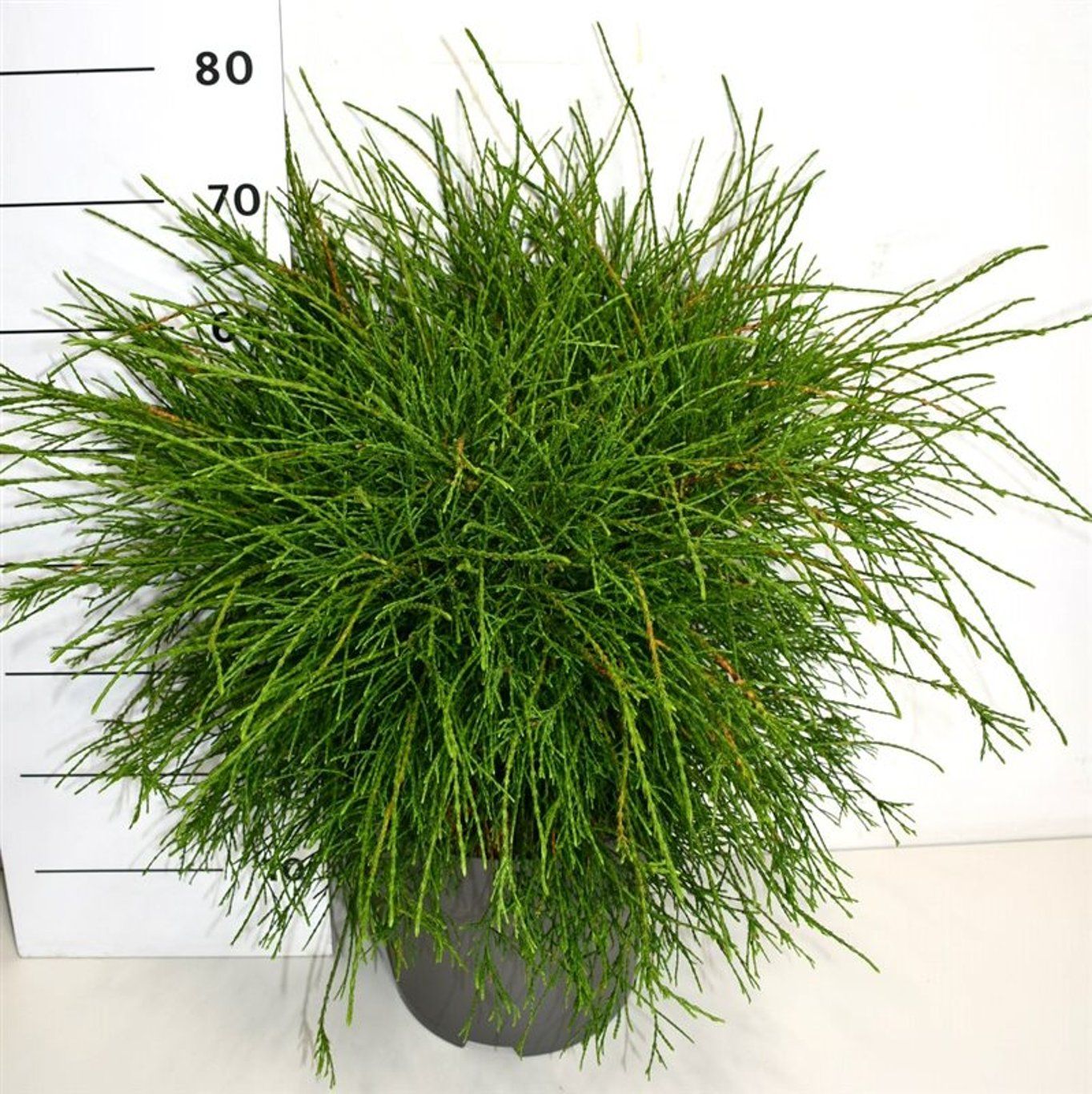 Горшечные цветы и растения оптом Thuya Occ Pin Cushion от 1шт из Голландии с доставкой по России