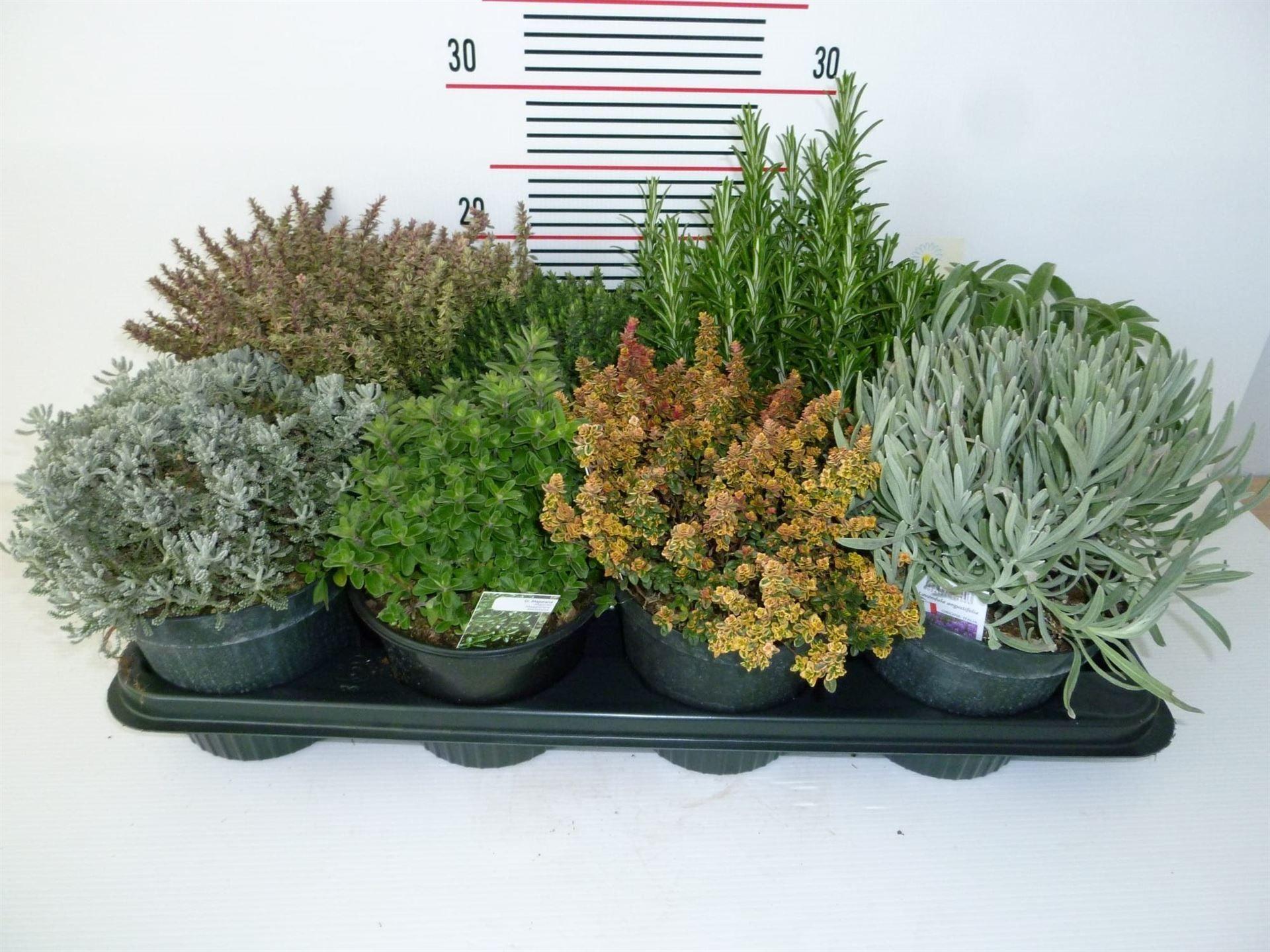 Горшечные цветы и растения оптом Tuinkruiden   ...mix от 8шт из Голландии с доставкой по России