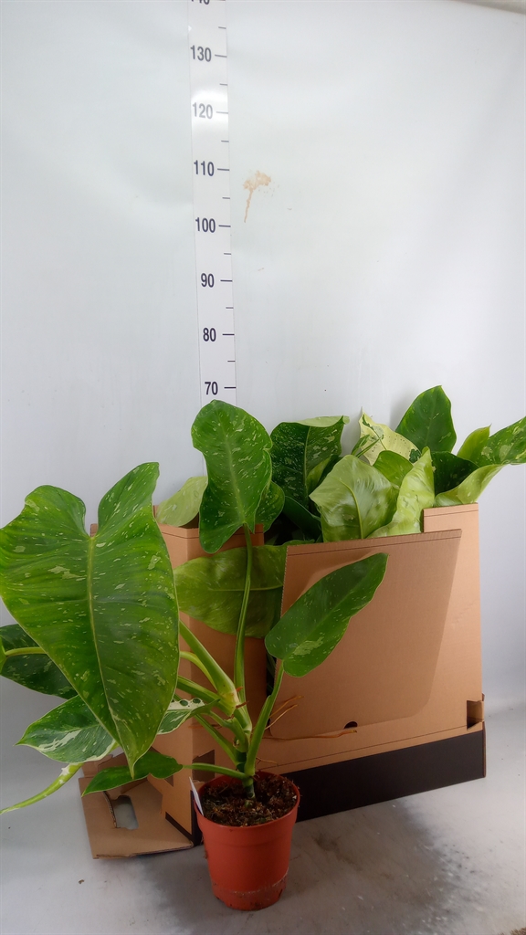 Горшечные цветы и растения оптом Philodendron   ... от 5шт из Голландии с доставкой по России