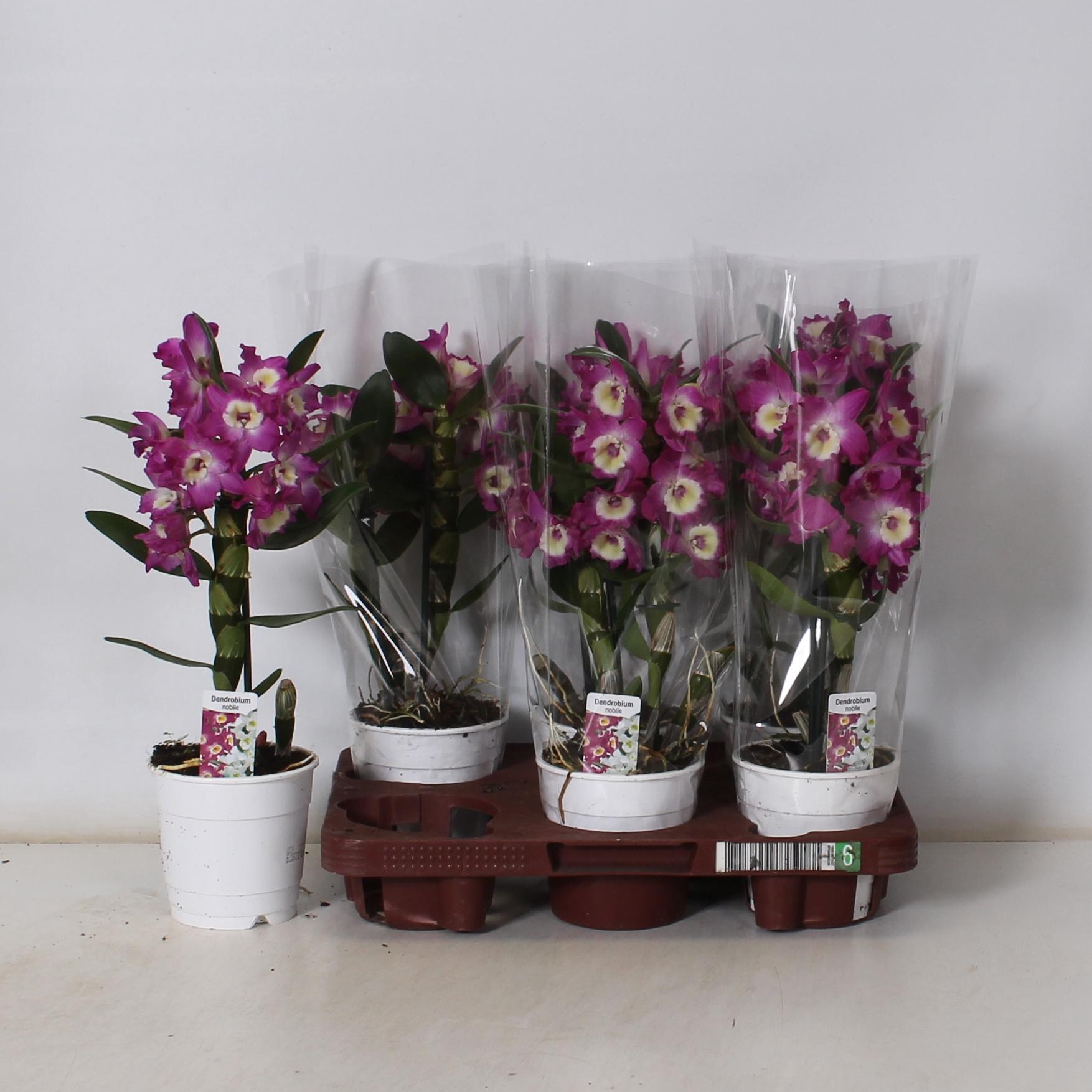 Горшечные цветы и растения оптом Dend Nobile от 6шт из Голландии с доставкой по России
