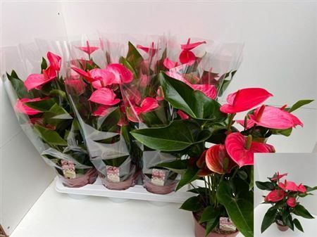 Горшечные цветы и растения оптом Anthu An Melito 7-8+++ от 6шт из Голландии с доставкой по России