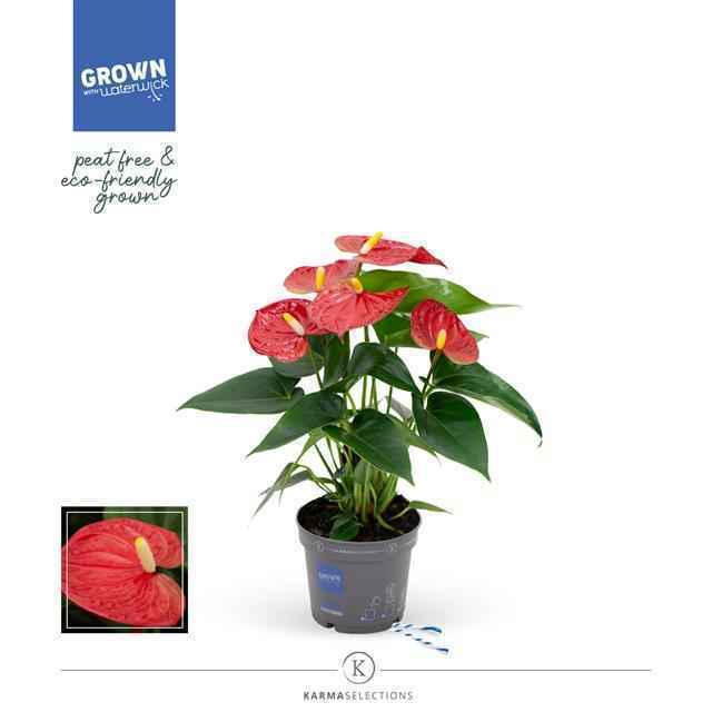 Горшечные цветы и растения оптом Anthurium Karma Red от 6шт из Голландии с доставкой по России