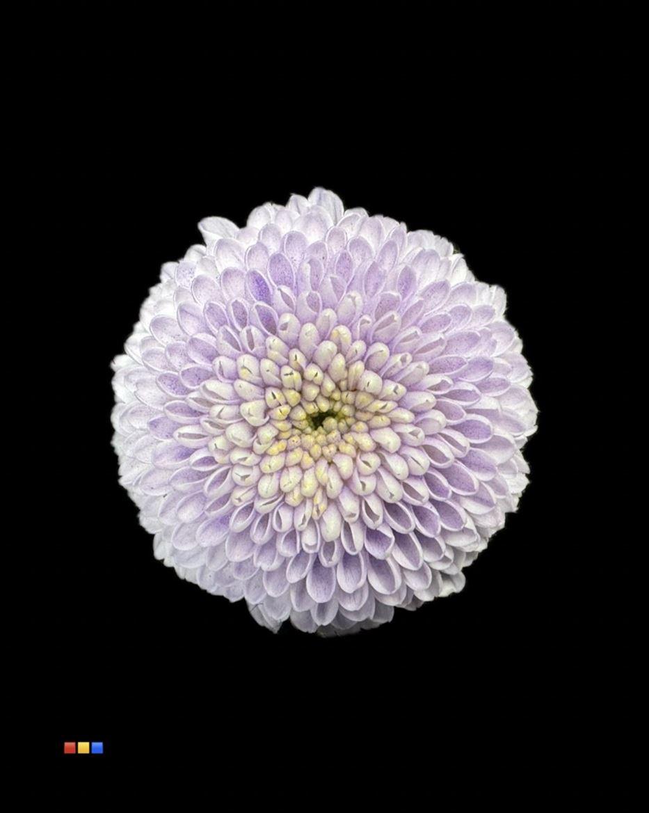 Срезанные цветы оптом Chrys sa paint dusty pastel milka от 75шт из Голландии с доставкой по России