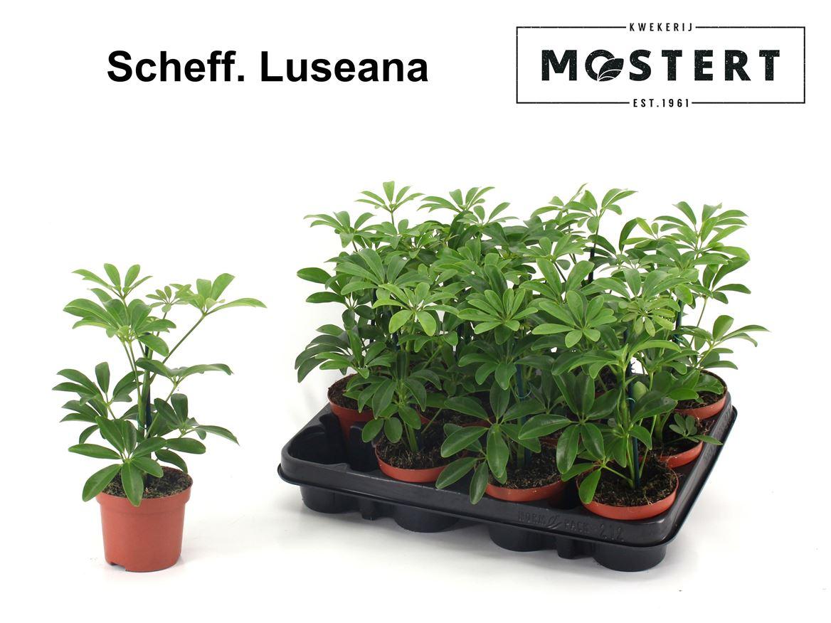 Горшечные цветы и растения оптом Schefflera Luseana от 12шт (для телеги) из Голландии с доставкой по России