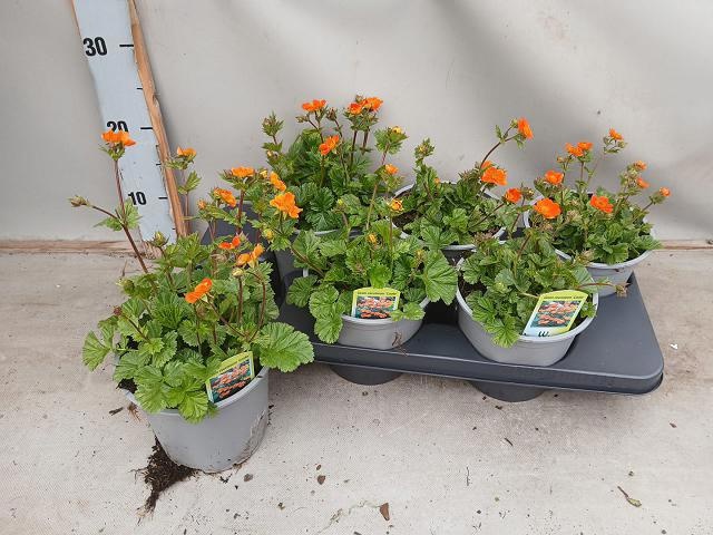 Горшечные цветы и растения оптом Geum Co Borisii от 6шт из Голландии с доставкой по России