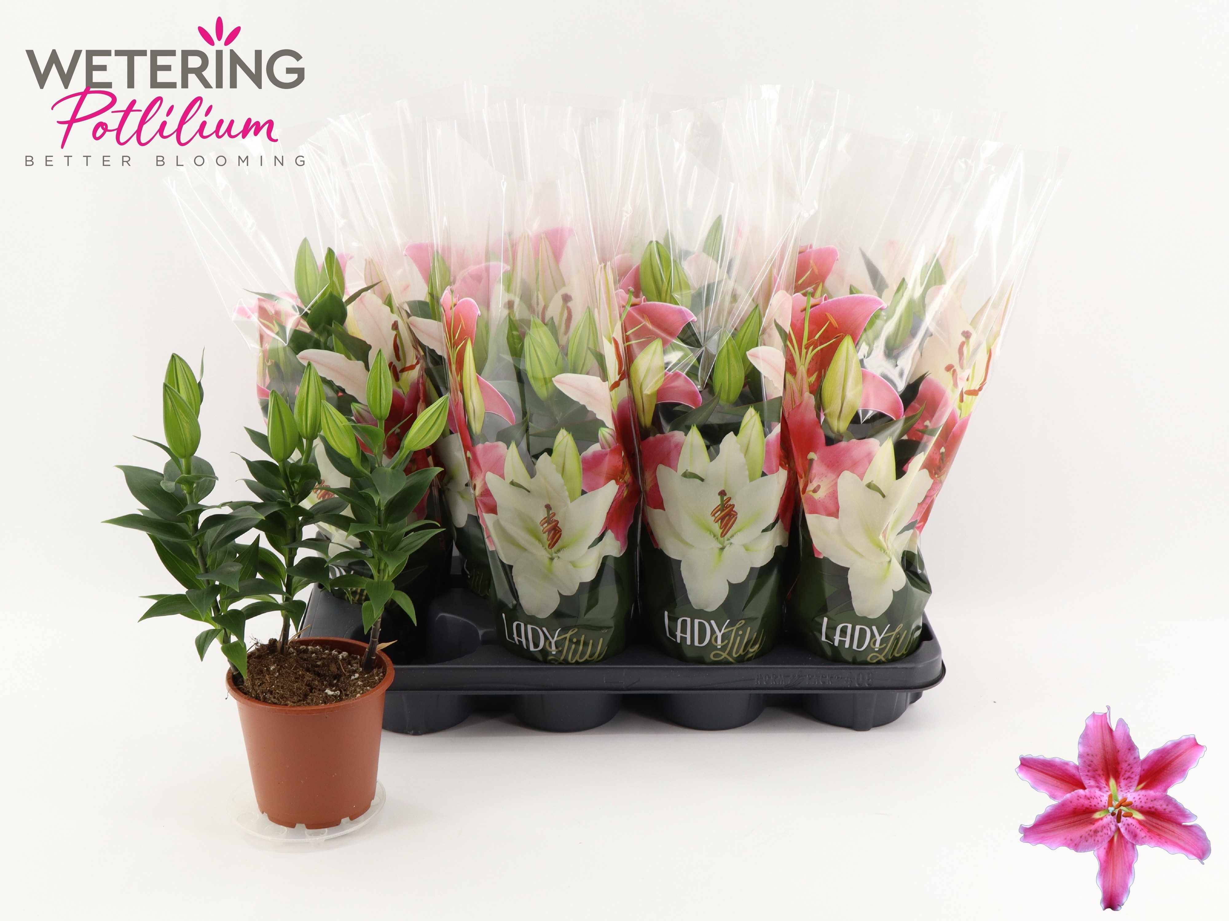 Горшечные цветы и растения оптом Lil Or Sun Martiniqu от 8шт из Голландии с доставкой по России