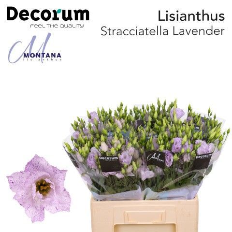 Срезанные цветы оптом Lisianthus do stracciatella lavender от 80шт из Голландии с доставкой по России