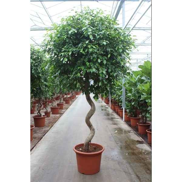 Горшечные цветы и растения оптом Ficus Be Exotica Spiral от 1шт из Голландии с доставкой по России