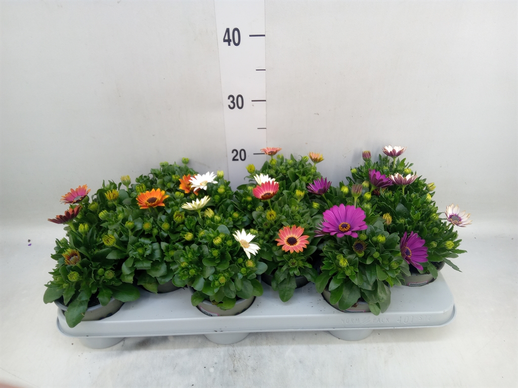Горшечные цветы и растения оптом Osteospermum   ...mix от 12шт из Голландии с доставкой по России
