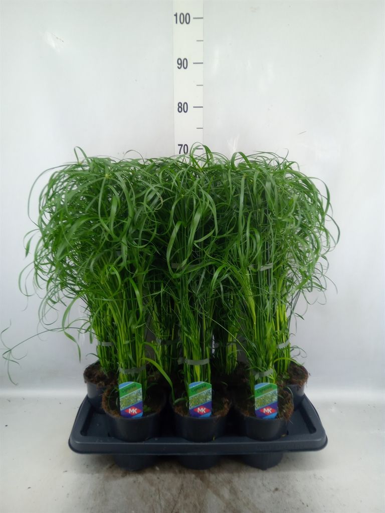 Горшечные цветы и растения оптом Cyperus Alternifolius от 7шт из Голландии с доставкой по России