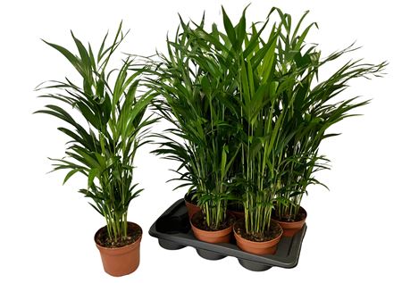 Горшечные цветы и растения оптом Dypsis Lutescens 20pp от 6шт из Голландии с доставкой по России