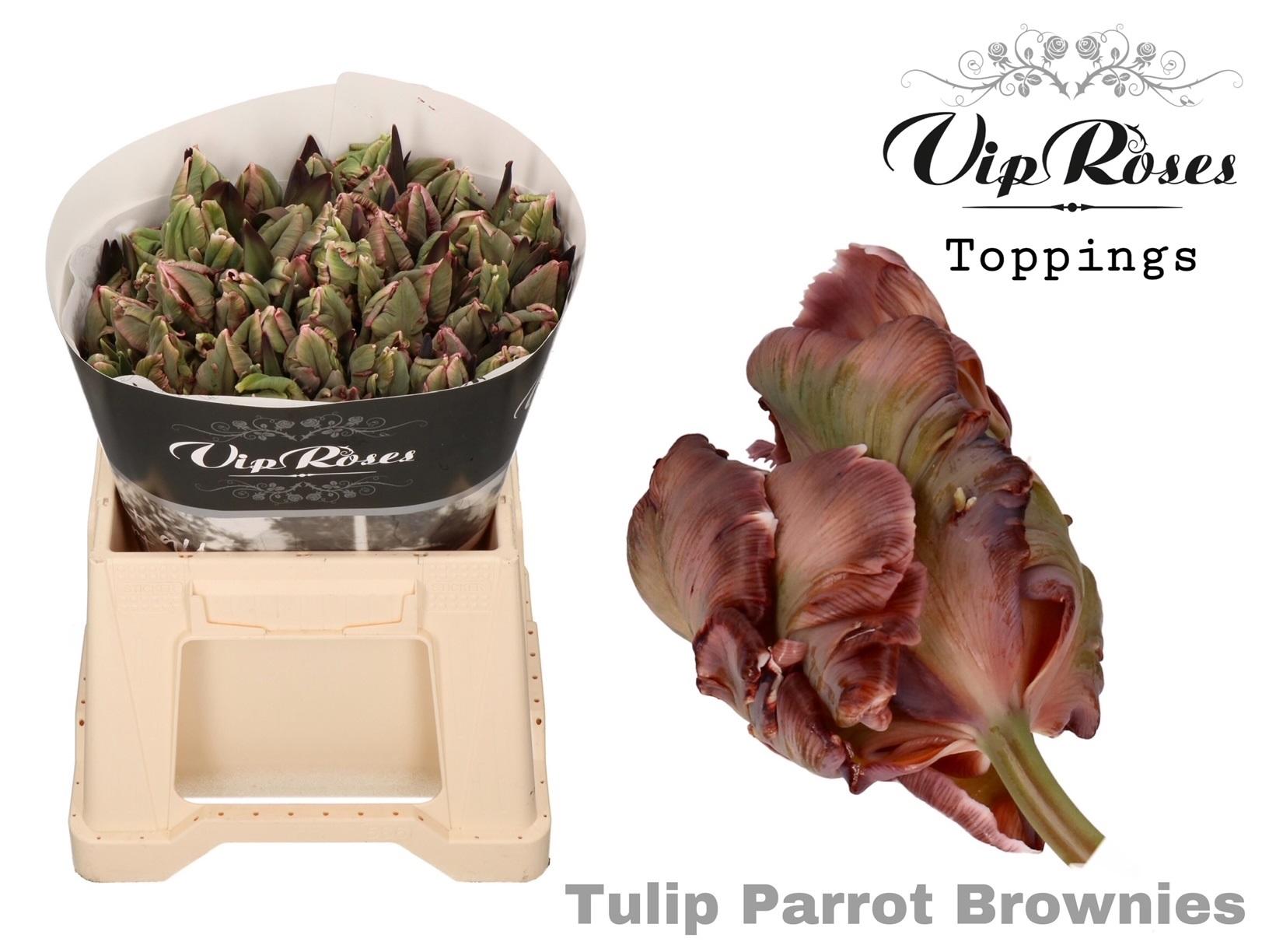 Срезанные цветы оптом Tulipa pa paint brownies от 50шт из Голландии с доставкой по России
