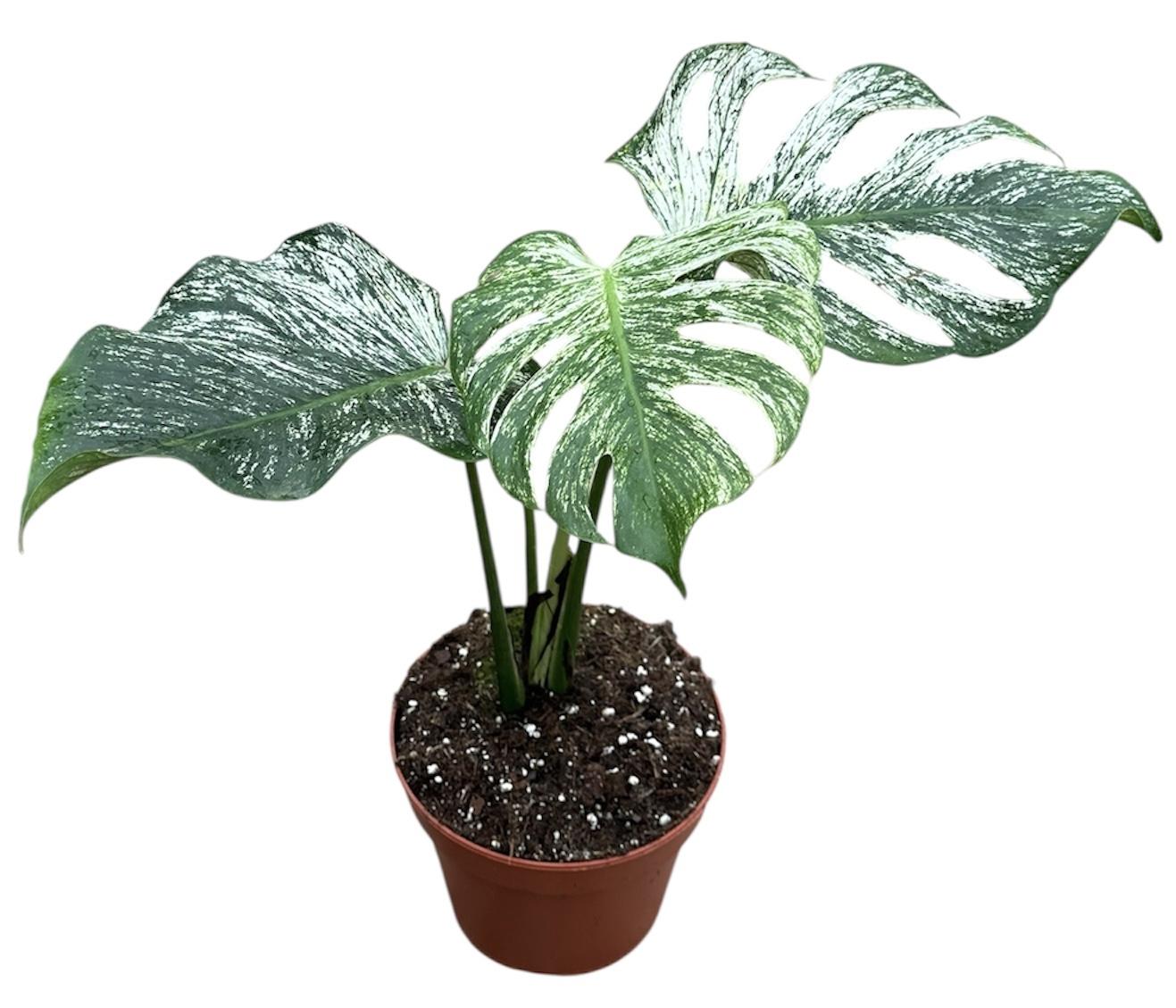 Горшечные цветы и растения оптом Monstera Devil Monster от 1шт из Голландии с доставкой по России