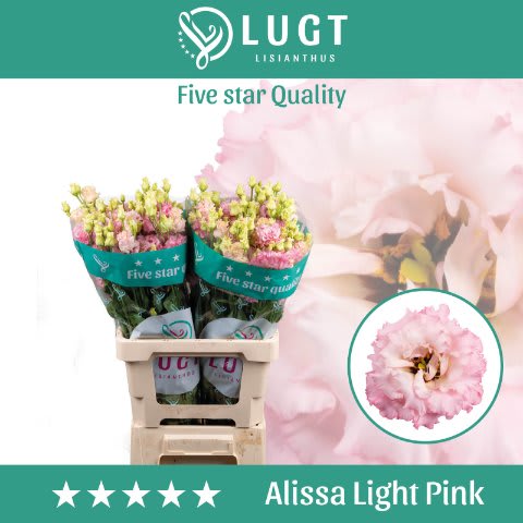 Срезанные цветы оптом Lisianthus do alissa light pink от 20шт. из Голландии с доставкой по России