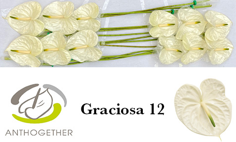 Срезанные цветы оптом Anthurium graciosa от 12шт из Голландии с доставкой по России