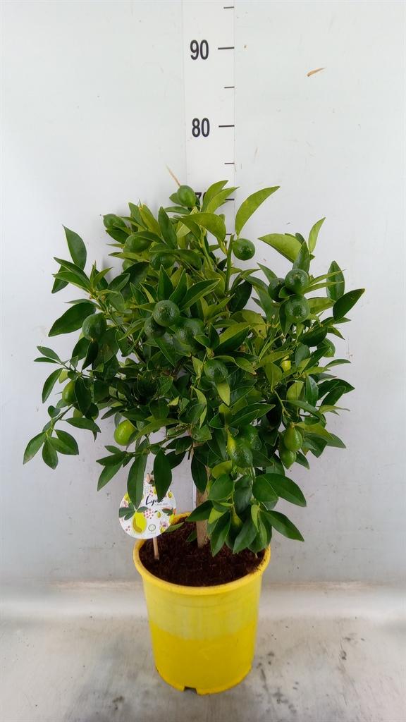 Горшечные цветы и растения оптом Citrofortunella Floridana от 1шт (для телеги) из Голландии с доставкой по России