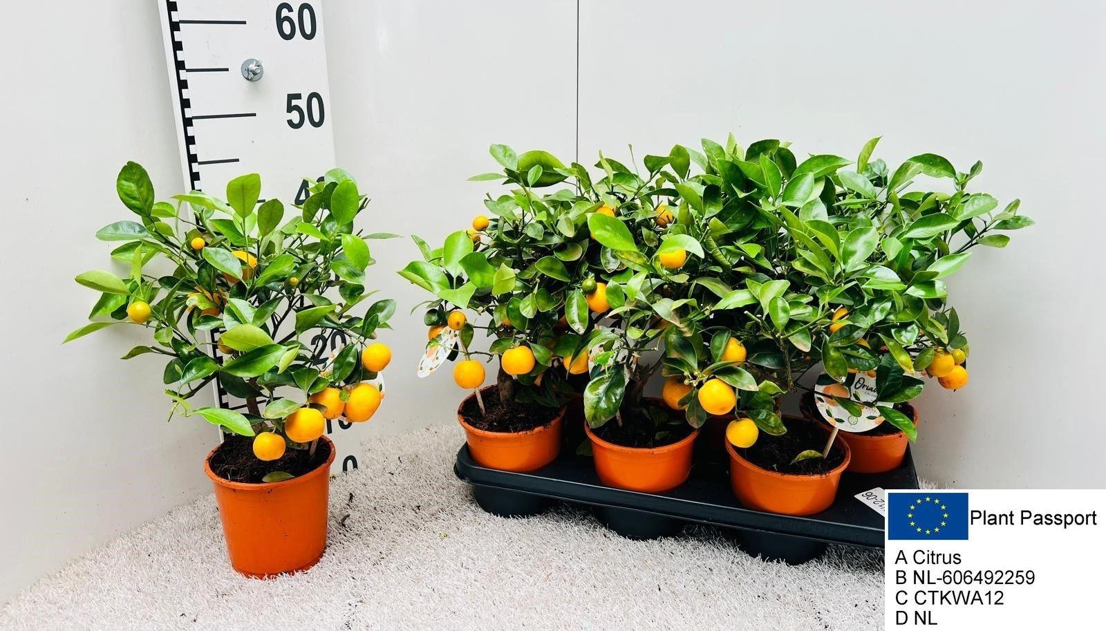 Горшечные цветы и растения оптом Citr Microcarpa от 6шт (для телеги) из Голландии с доставкой по России