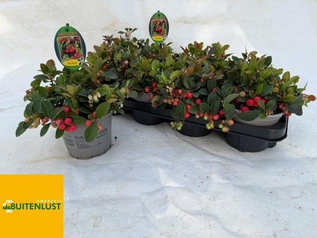 Горшечные цветы и растения оптом Gaulth Pr Big Berry от 8шт из Голландии с доставкой по России