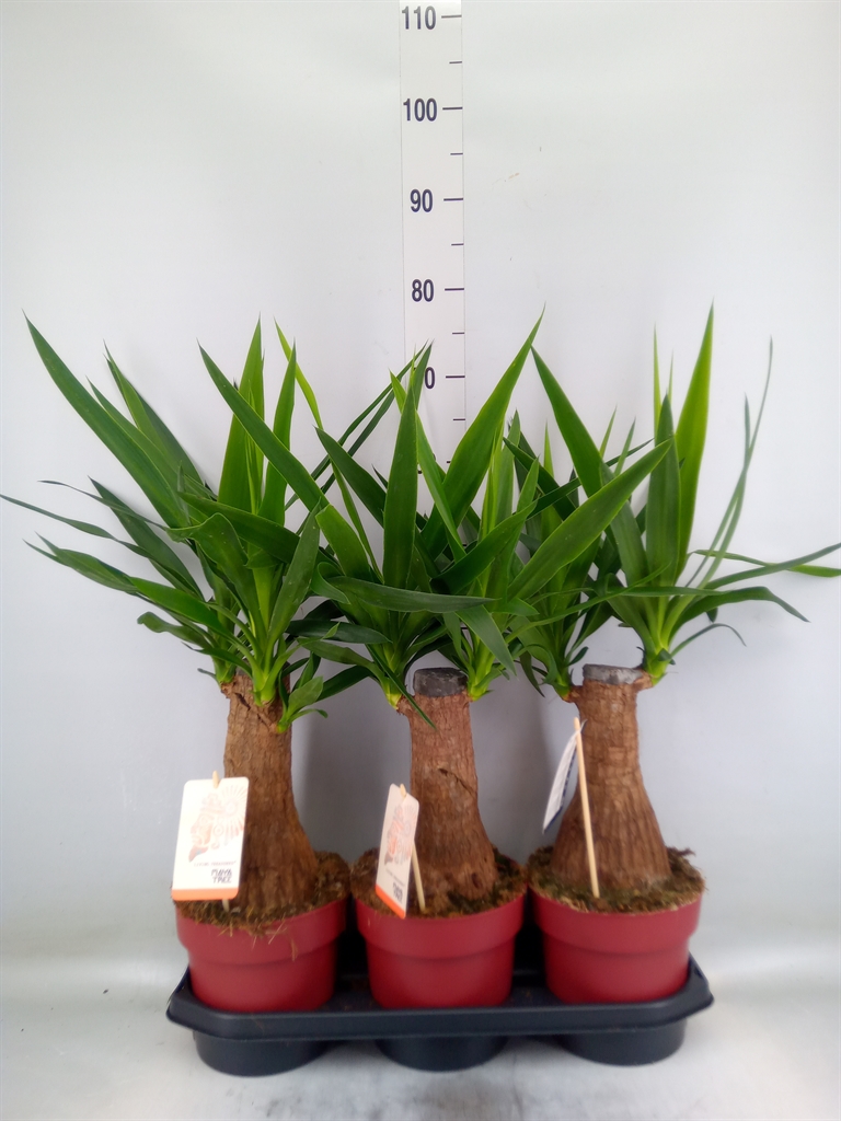 Горшечные цветы и растения оптом Yucca Elephantipes   ... от 3шт из Голландии с доставкой по России