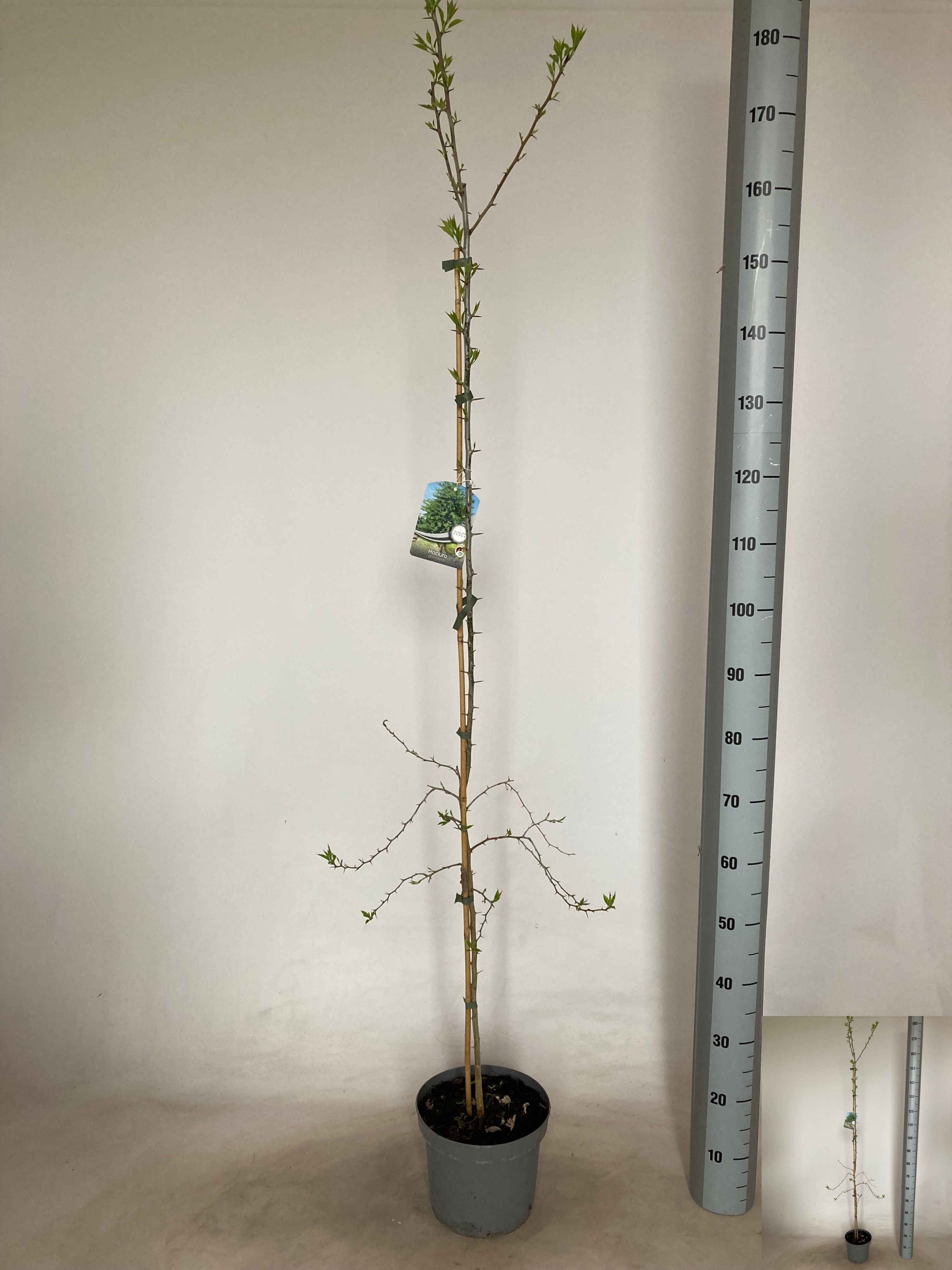 Горшечные цветы и растения оптом Morus Nigra от 1шт из Голландии с доставкой по России