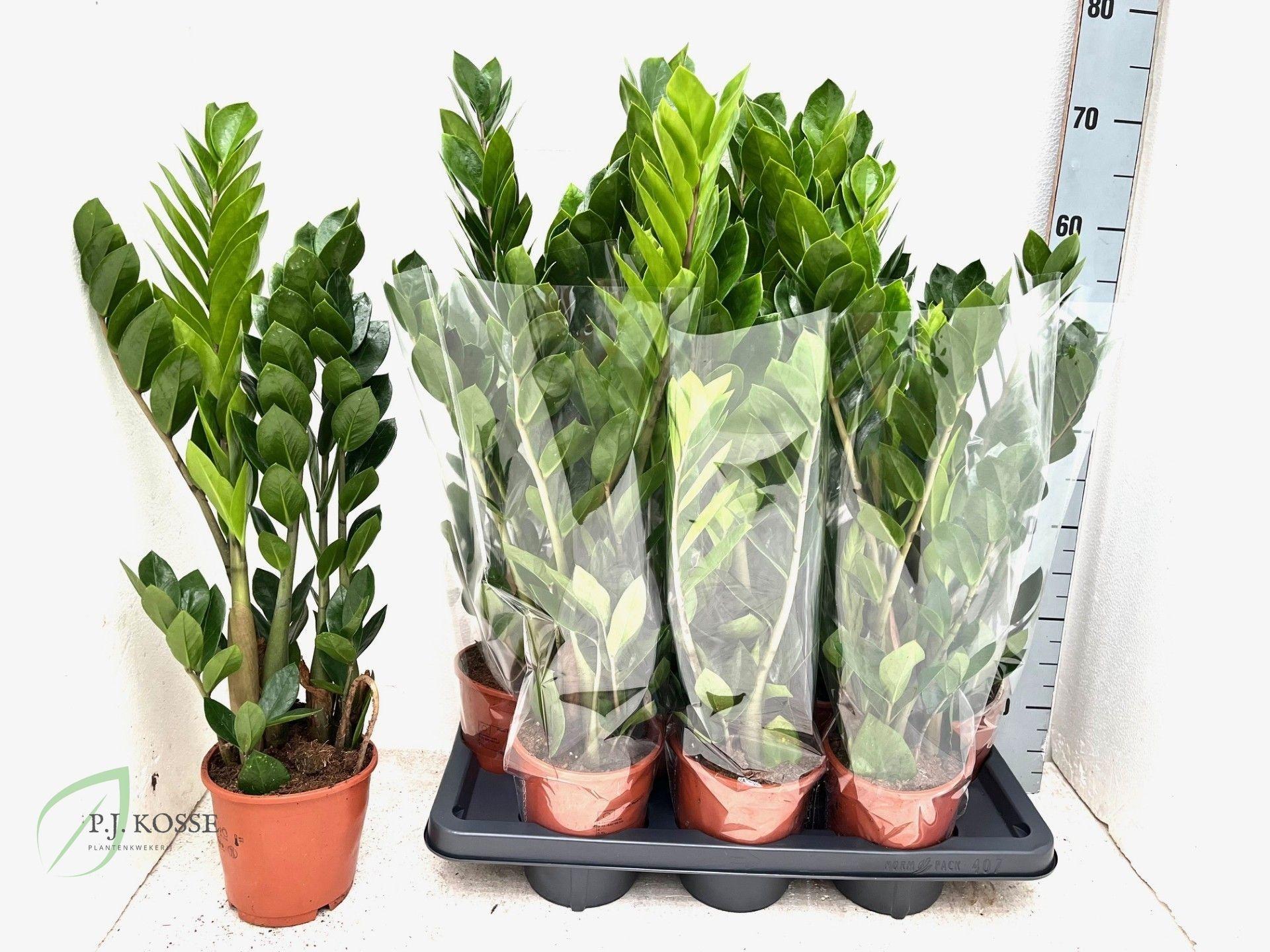 Горшечные цветы и растения оптом Zamio Zamiifolia A от 7шт из Голландии с доставкой по России