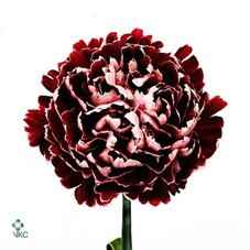 Срезанные цветы оптом Dianthus st minerva от 80шт из Голландии с доставкой по России