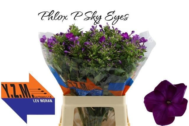 Срезанные цветы оптом Phlox sky eyes от 50шт из Голландии с доставкой по России