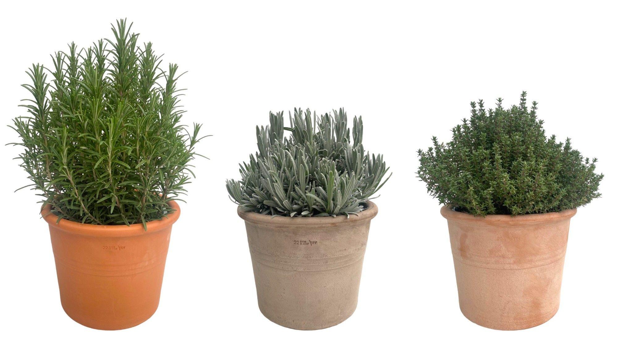 Горшечные цветы и растения оптом Tuinkruiden Gem от 3шт из Голландии с доставкой по России