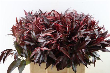 Срезанные цветы оптом Leucothoe rainbow red от 100шт из Голландии с доставкой по России
