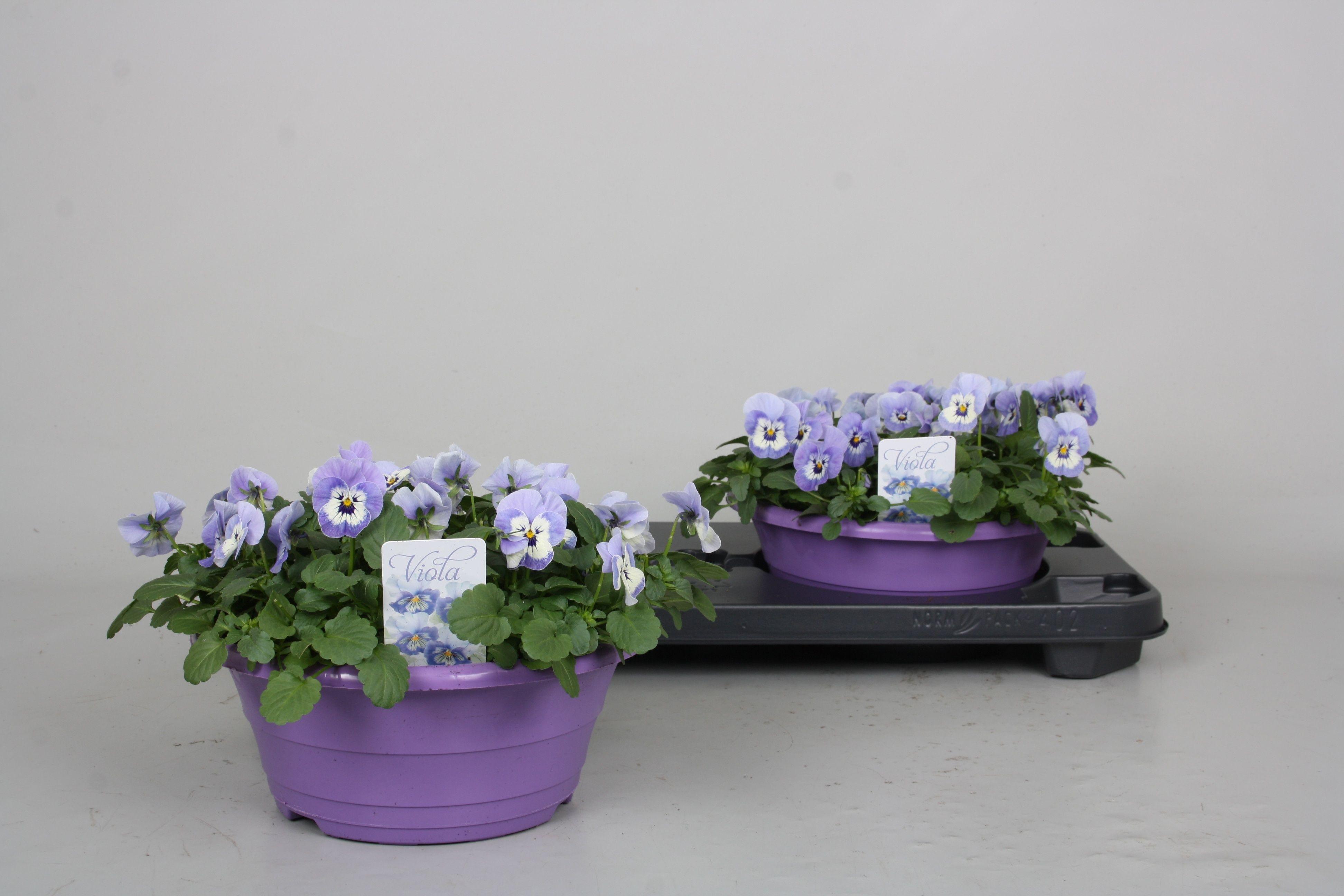 Горшечные цветы и растения оптом Vio Co P P Bl Marina от 2шт из Голландии с доставкой по России