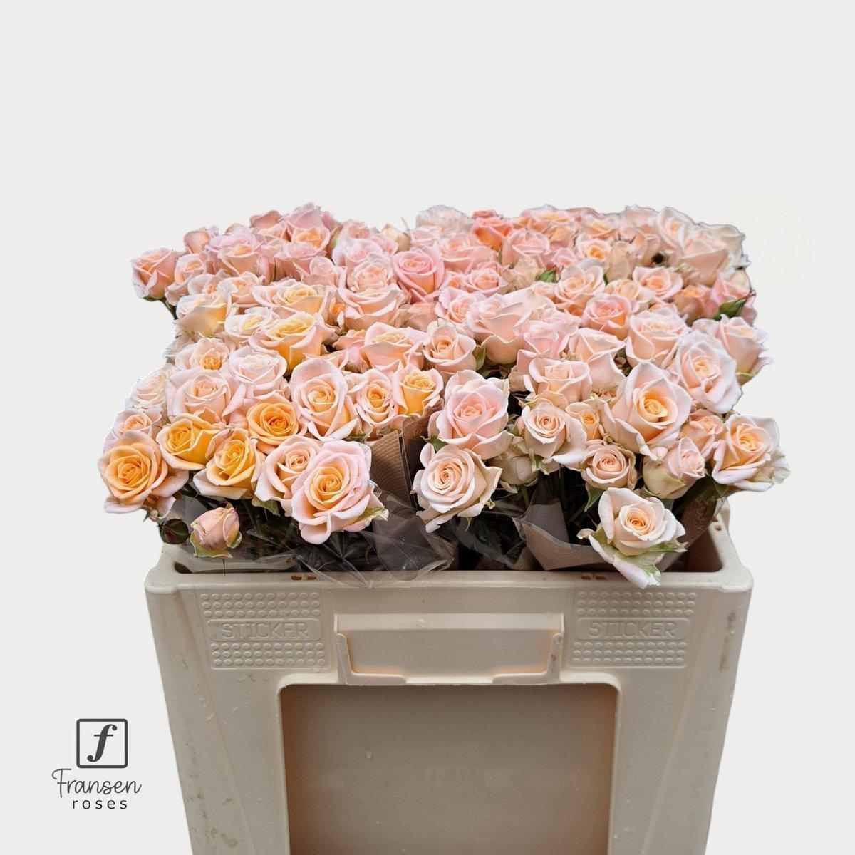 Срезанные цветы оптом Rosa spray morning star от 50шт из Голландии с доставкой по России