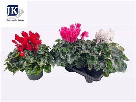 Горшечные цветы и растения оптом Cyclamen Mammoth Mix от 3шт (для телеги) из Голландии с доставкой по России