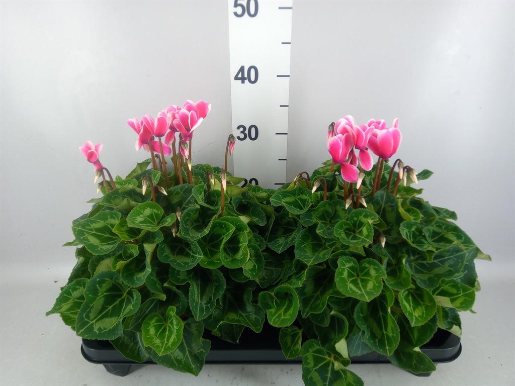 Горшечные цветы и растения оптом Cyclamen Gr xl A от 2шт (для телеги) из Голландии с доставкой по России