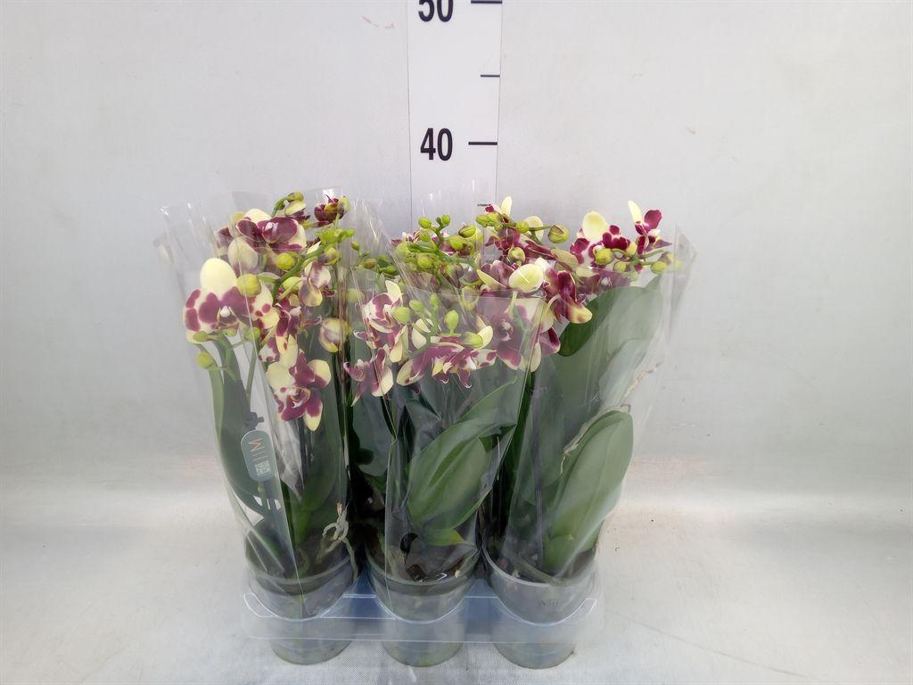 Горшечные цветы и растения оптом Phalaenopsis Multi.   ...yellow от 6шт (для телеги) из Голландии с доставкой по России