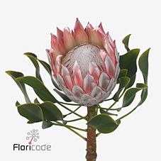 Срезанные цветы оптом Protea cynaroides (king) от 5шт из Голландии с доставкой по России