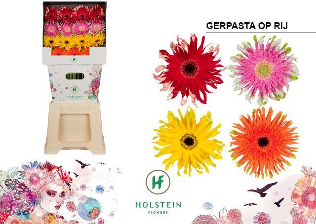 Срезанные цветы оптом Gerbera diamond gerspider mix big 3 color от 45шт из Голландии с доставкой по России