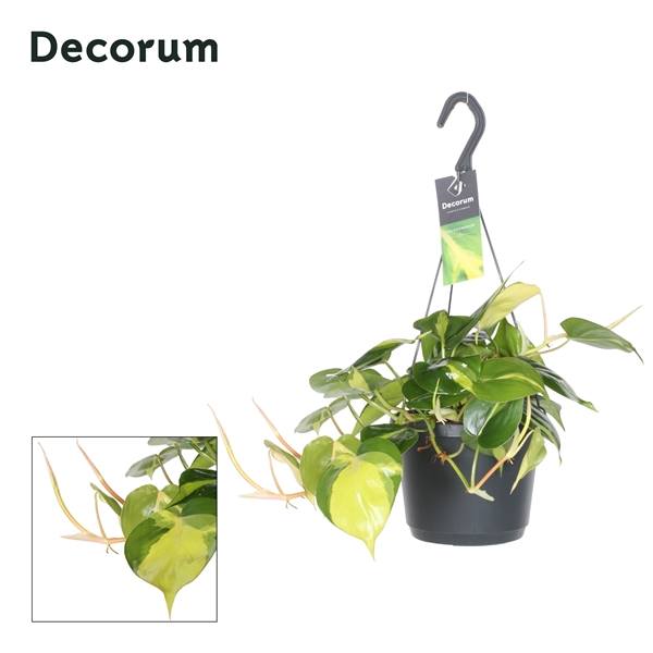 Горшечные цветы и растения оптом Philodendron Scandens Brasil Hangpot (decorum) от 6шт из Голландии с доставкой по России