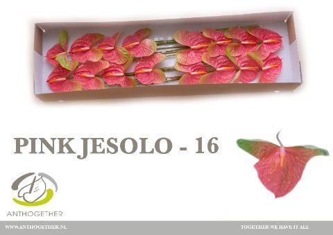 Срезанные цветы оптом Anthurium pink jesolo от 16шт из Голландии с доставкой по России