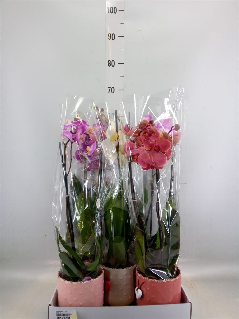Горшечные цветы и растения оптом Phalaenopsis   ...mix от 5шт из Голландии с доставкой по России