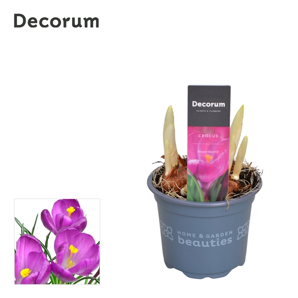 Горшечные цветы и растения оптом Crocus Flower Record (decorum) от 18шт из Голландии с доставкой по России