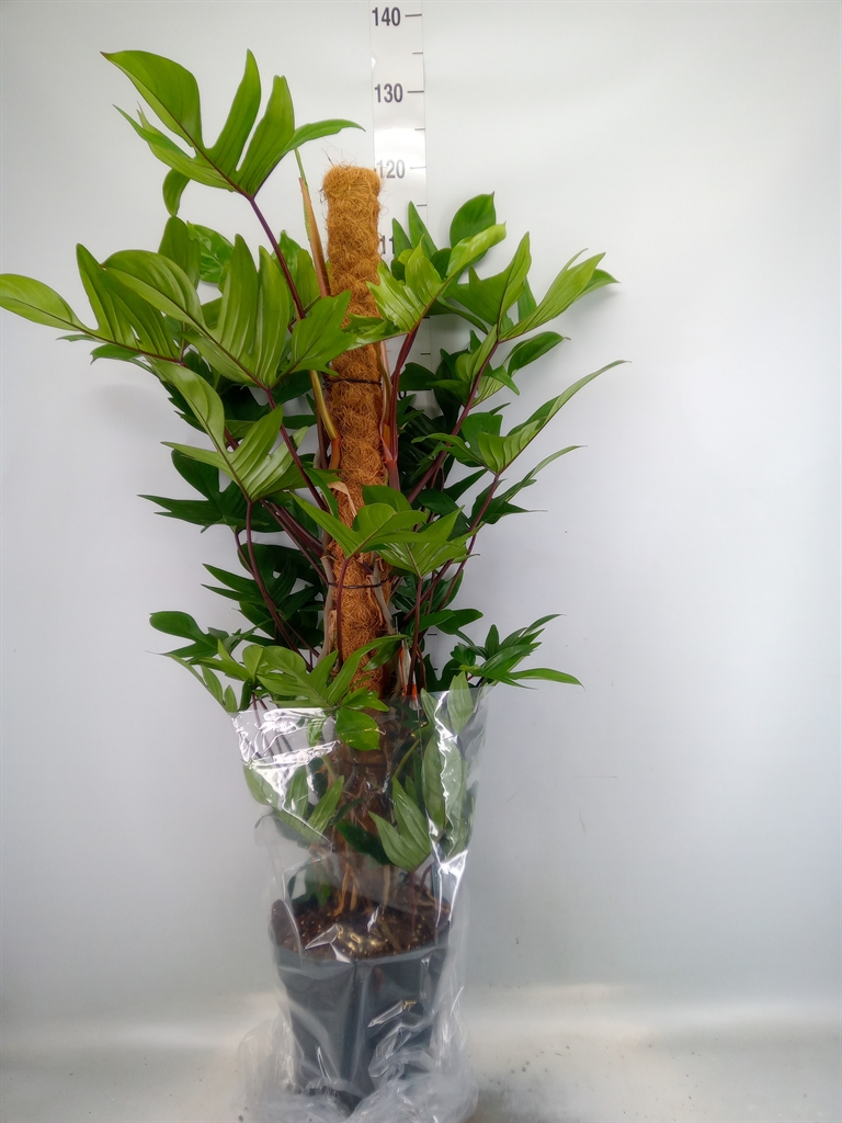 Горшечные цветы и растения оптом Philodendron Pedatum от 1шт из Голландии с доставкой по России