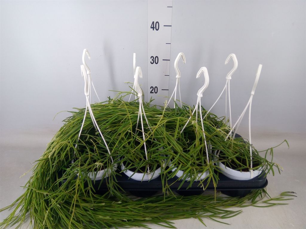 Горшечные цветы и растения оптом Hoya Linearis от 8шт из Голландии с доставкой по России