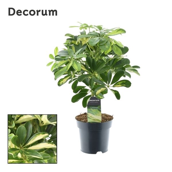 Горшечные цветы и растения оптом Schefflera Gold Capella On Stem (decorum) от 7шт из Голландии с доставкой по России