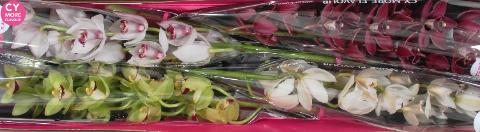 Срезанные цветы оптом Minicymbidium mix christmas от 4шт из Голландии с доставкой по России