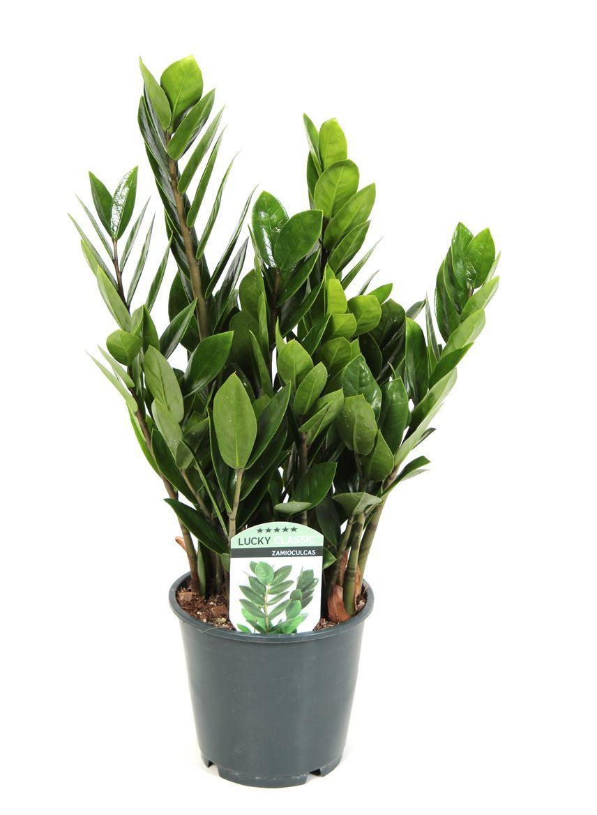 Горшечные цветы и растения оптом Zamioculcas Lucky Classic 6+ от 8шт из Голландии с доставкой по России