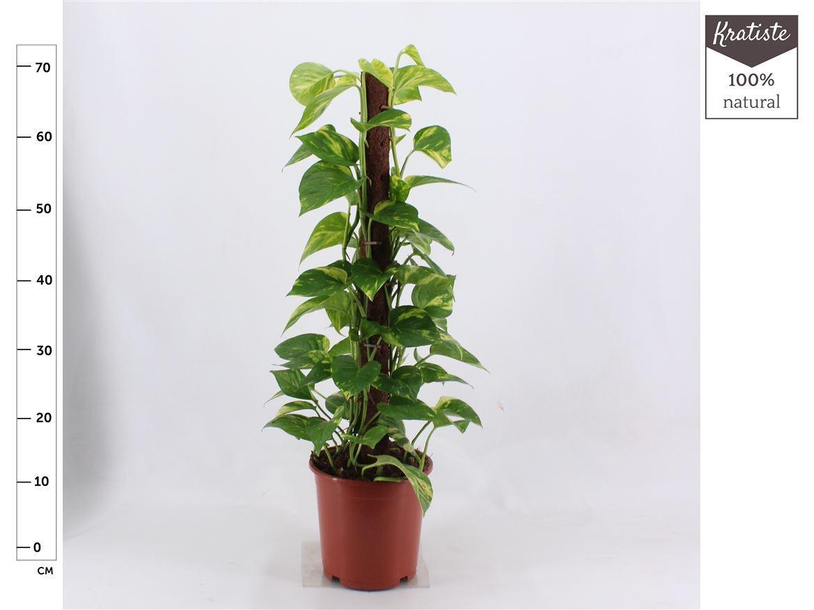 Горшечные цветы и растения оптом Epipremnum Kratiste Klimstok 80 Cm от 1шт из Голландии с доставкой по России